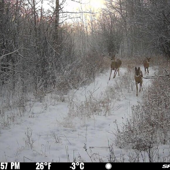 SPYPOINT Force 48 Trail Camera,cellular, 48MP Photo 720p Video w - Picture 6 of 7